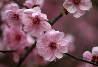 Fruit Blossoms in Pink - 武汉植物园