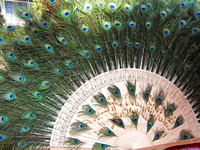 Yunnan - Peacock Eye Fan at Galanba Dai Park (橄榄坝傣族园)