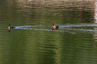 Forest Park - Tachybaptus ruficollis Swimming at Sunset