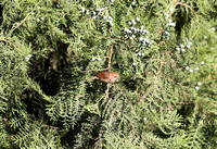 Forest Park - Paradoxornis webbianus