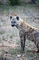 Leopard Hills — Cheetah vs Hyena