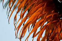 Yunnan - Sunset Palm Frond