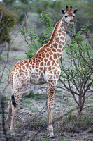 Leopard Hills — Young Giraffe