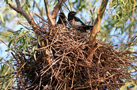 Forest Park - Pica pica Nestlings