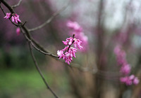 Cercis chinensis 紫荆 - 武汉植物园