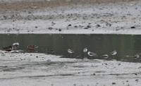Wetland Park - Shorebirds