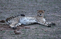Leopard Hills — Male Cheetah at Dusk