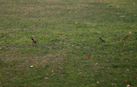 Fringilla montifringilla 燕雀 - 武汉植物园