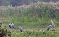Wetland Park - Waterfowl Flocks