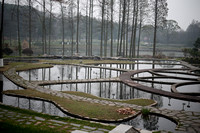 Around the Nymphaea Test Pond - 武汉植物园