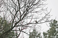 Eophona migratoria 黑尾蜡嘴雀 - 武汉植物园