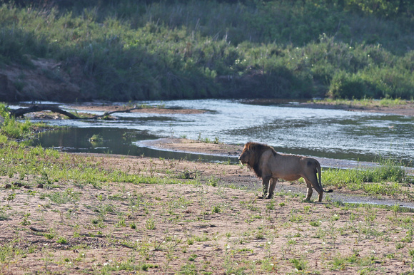 Male Lion Beside the Sand River