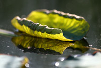 Forest Park - Unfurling Lotus Leaf