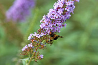 September - Bombyliidae sp. Bee Fly
