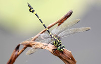 香港 - Ictinogomphus pertinax (Common Flangetail) Eats an Insect