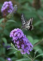 September - Papilio xuthus (柑橘凤蝶)