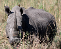 Leopard Hills — White Rhino with Oxpecker