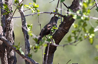 Leopard Hills — Arrow-marked Babbler