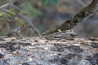 Leopard Hills — Female Tree Agama
