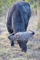 Leopard Hills — Grazing African Buffalo