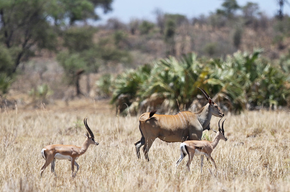 Eland with Two Grant's Gazelles