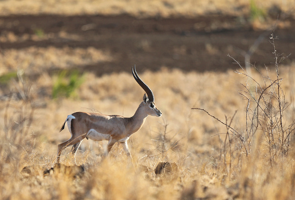 Solitary Male Grant's Gazelle
