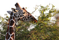 Meru — Bold Reticulated Giraffe Markings