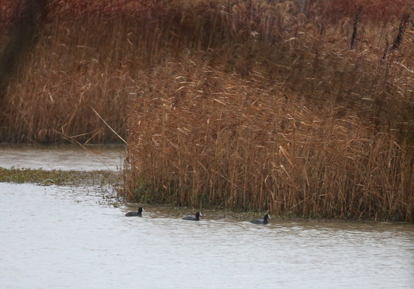 Three Coots in a Row