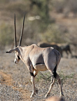 Samburu — Afternoon Oryx