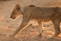 Samburu — Lions in Transit