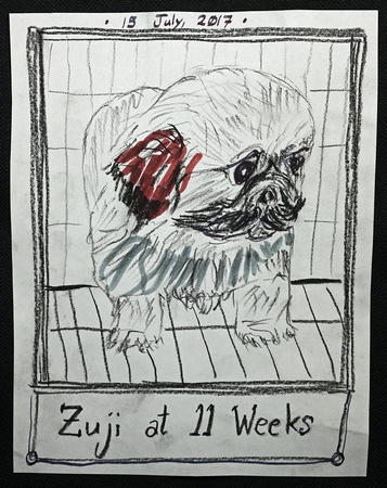 Zuji at 11 Weeks