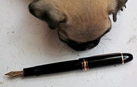 Zuji — Pug Puppy with Pen
