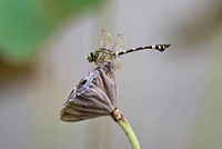 香港 - Ictinogomphus pertinax (Common Flangetail) on a Lotus Pod