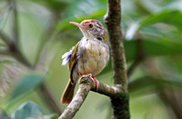 香港 - Orthotomus sutorius (Common Tailorbird) at Kadoorie Farm