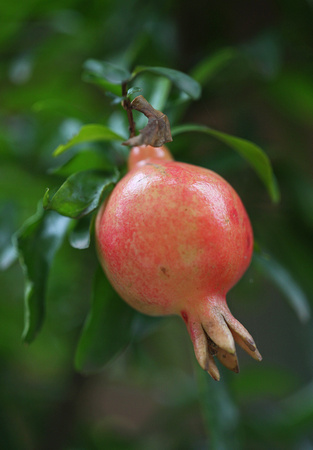 Pomegranate in Early Autumn