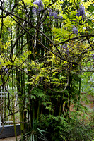 North Campus English Corner with Blooming Wisteria