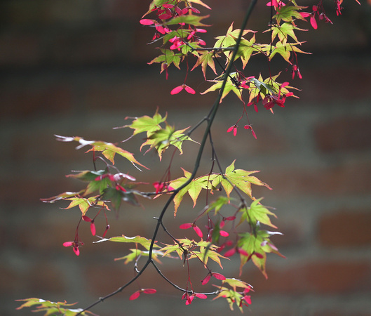 Acer Colors at Their Finest