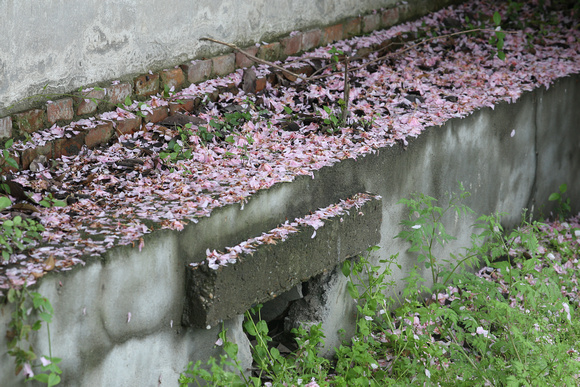 Fallen Cherry Blossom Petals