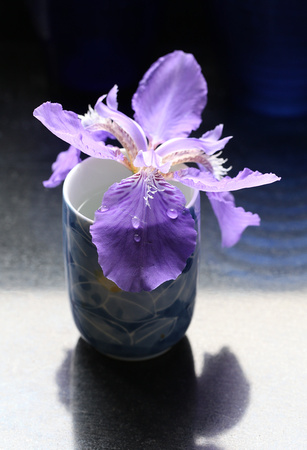 Iris in a Teacup