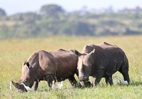 Nairobi — Approach of White Rhinos
