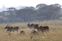 Nairobi — Three Eland