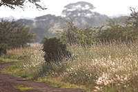 Nairobi — Botanical Beauty