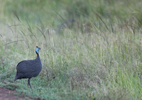 Nairobi — Birds in Tall Grass
