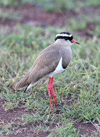 Nairobi — Vanellus coronatus