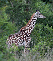 Nairobi — Young Female Giraffe