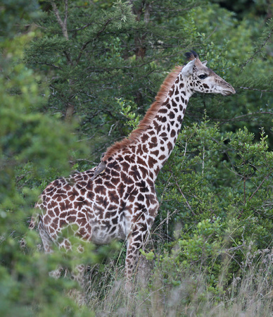 Female Giraffe with Oxpecker