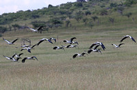 Porini Lion — White Storks in Flight
