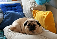 Pillow Pug