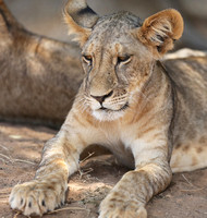 Samburu — Lion Cub Resting