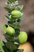 Samburu — Sodom Apple Fruit